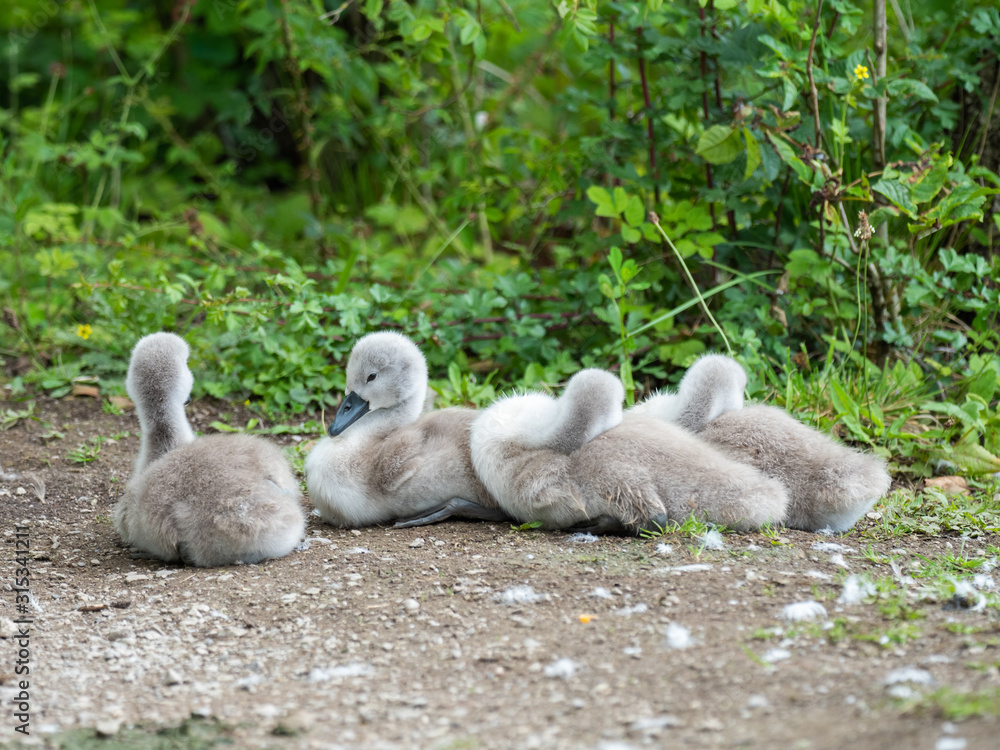 Swan and Cygnets. Attenborough Reserve. Swan and Cygnets. Attenborough Reserve.