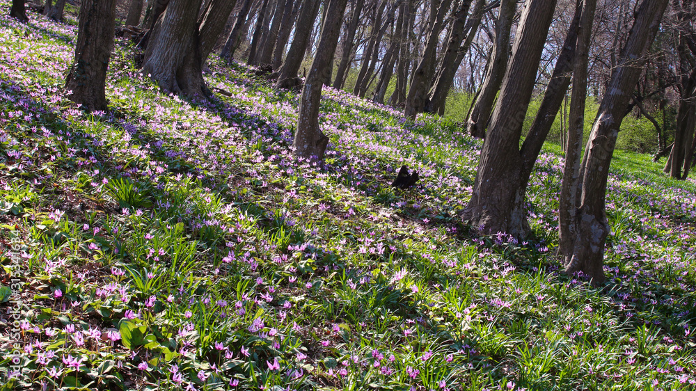 佐野市 みかも山公園のカタクリ Stock 写真 Adobe Stock