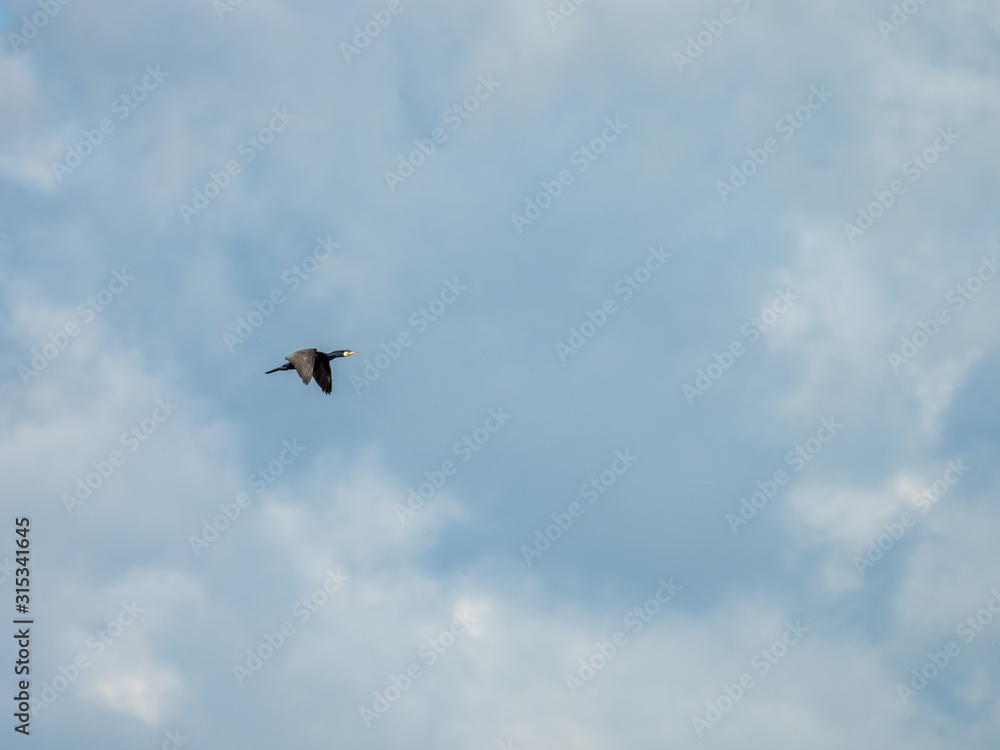 Fototapeta premium Cormorant flying over Attenborough Reserve