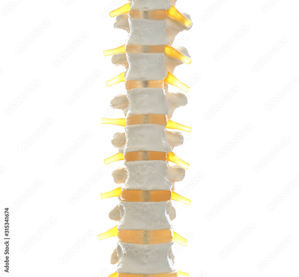 Artificial human spine model isolated on white, closeup Artificial human spine model isolated on white, closeup