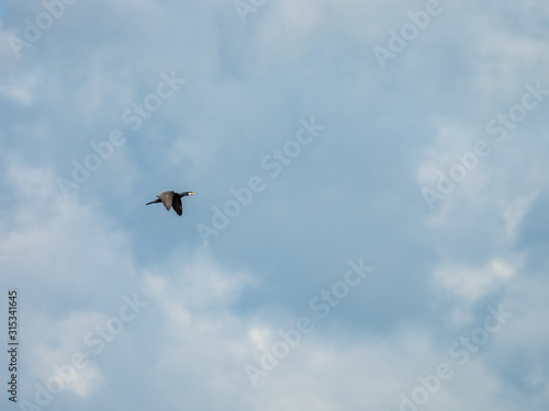 Cormorant flying over Attenborough Reserve