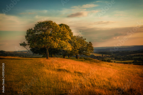 Evening Landscape