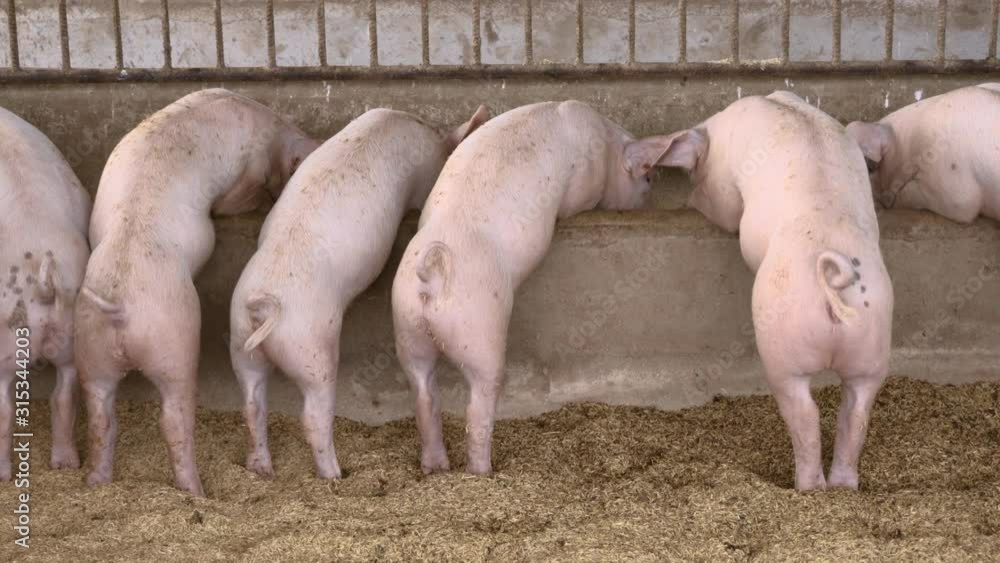 Back view of pigs feeding in organic rural farm agricultural. Livestock industry Back view of pigs feeding in organic rural farm agricultural. Livestock industry