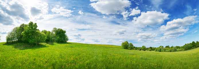 Green field with white and yellow dandelions outdoors in nature in summer