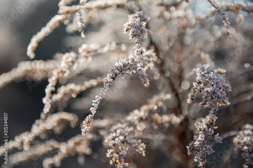 Hoarfrost on plants. A hoarfrost that begins to thaw