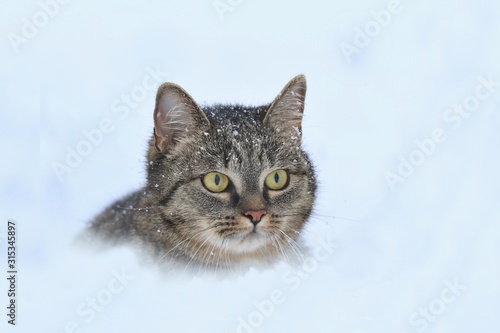 Beautiful tabby cat lying in the snow. Winter scene with animal. Felis silvestris catus. Portait of a charming cat in the snow.