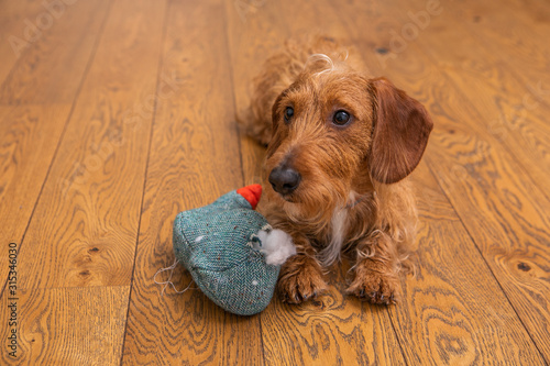 Small Brown Wire-haired Dachshund With Destroyed Toy