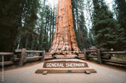 General Sherman Tree, the world's largest tree by volume, Sequoia National Park, California, USA photo