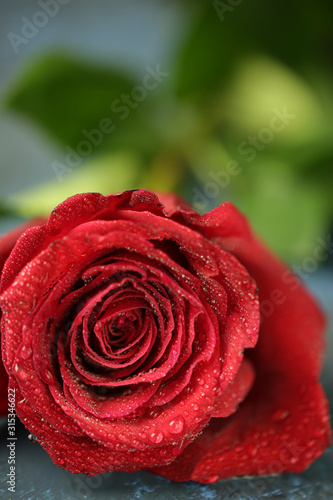 wedding rose red blossom woman