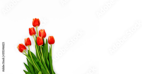 Bouquet of red Spring tulips with isolated on white background.Top horizontal view copyspace. Woman's holiday 8 march #315346623