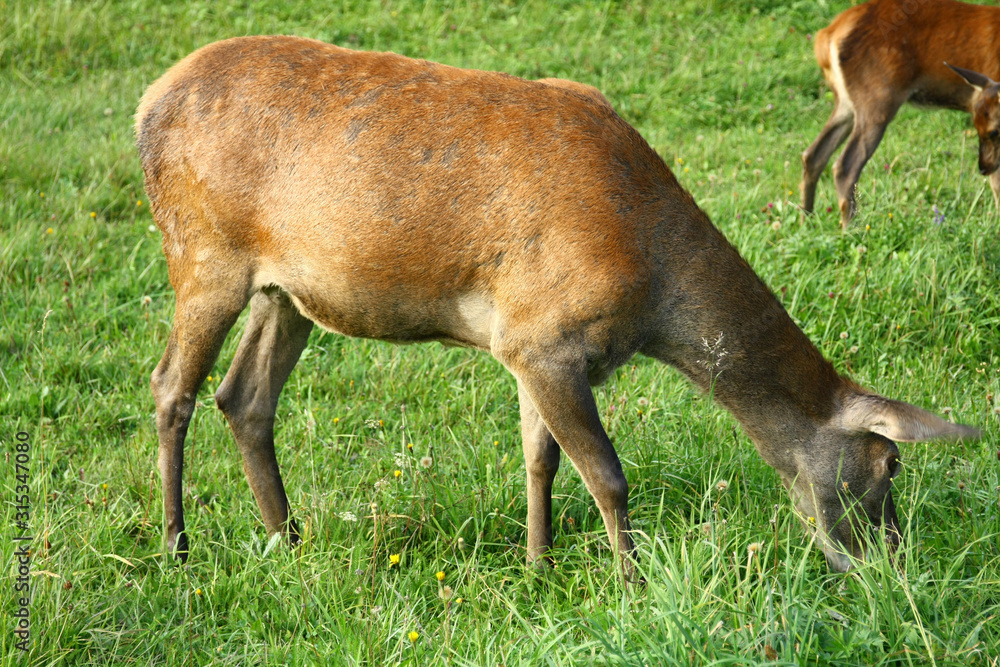 Deer graze on a meadow in autumn Deer graze on a meadow in autumn