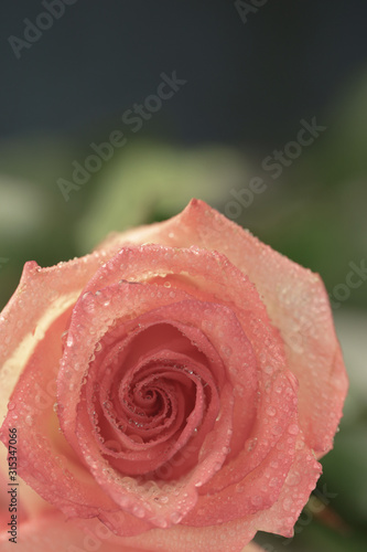 wedding rose pink blossom woman