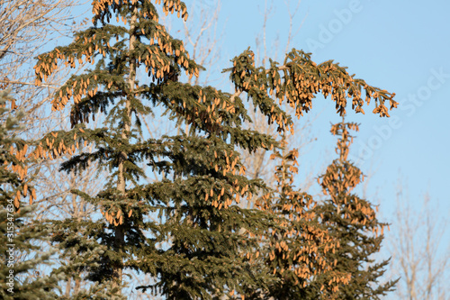 Принти на полотні Evergreen trees in Central Canada are producing a preponderance of cones in response to 3 years of drought followed by a flooded fall season in 2019