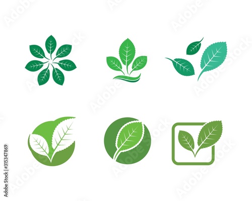 mint leaf illustration vector template