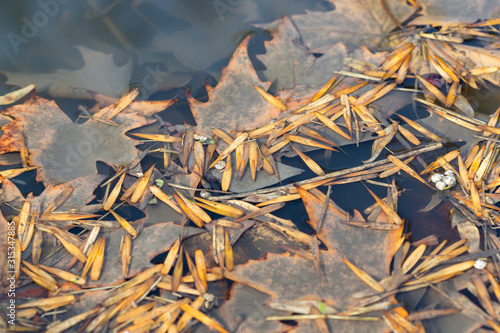 Autumn maple leaves in the water. A pool of water of autumn maple leaves