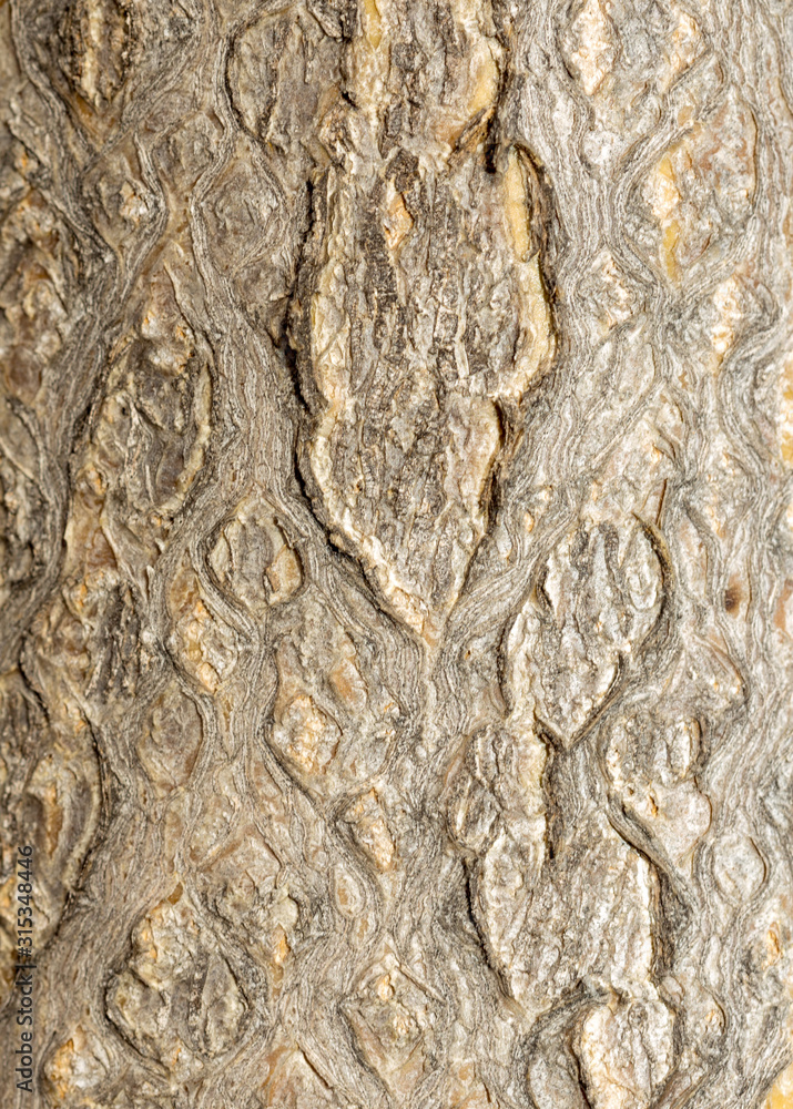 abstract pattern of old poplar bark abstract pattern of old poplar bark