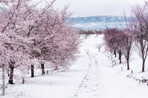 紅谷峠　千本桜　雪桜