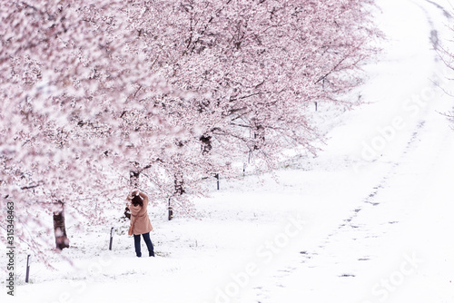 紅谷峠　千本桜　雪桜