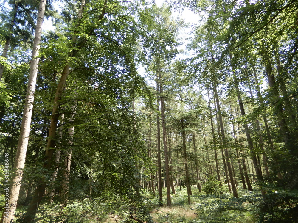Obraz premium Tree tops