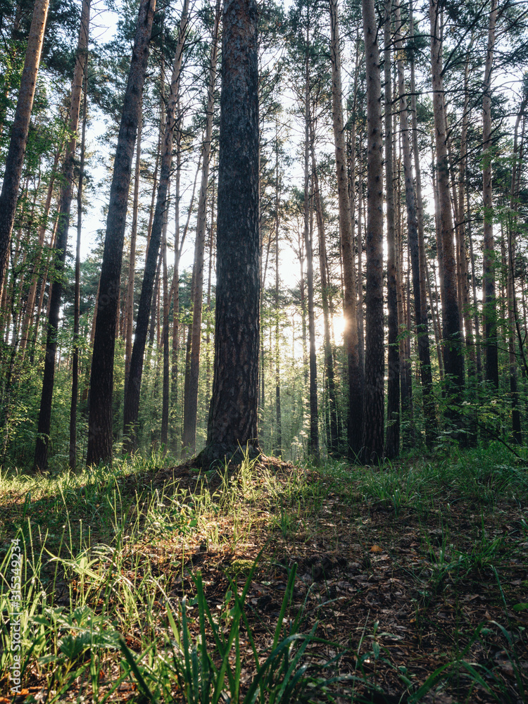 Fototapeta premium Morning forest during a early walk at summer time. Light and shadow in city park at morning time