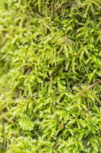 green moss growing in the forest on stones. 