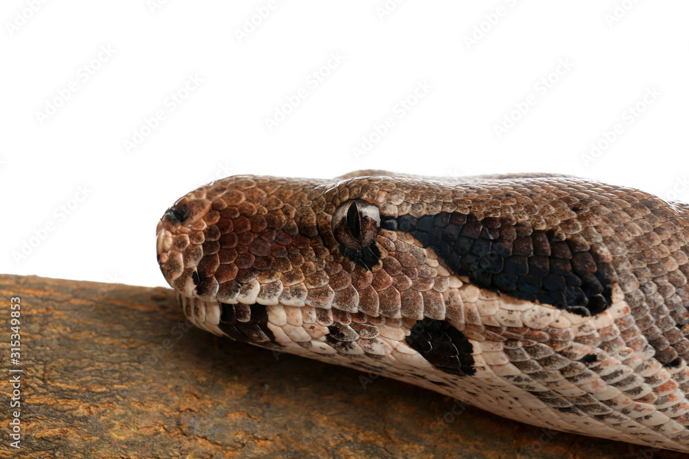 Brown boa constrictor on tree branch against white background, closeup Brown boa constrictor on tree branch against white background, closeup