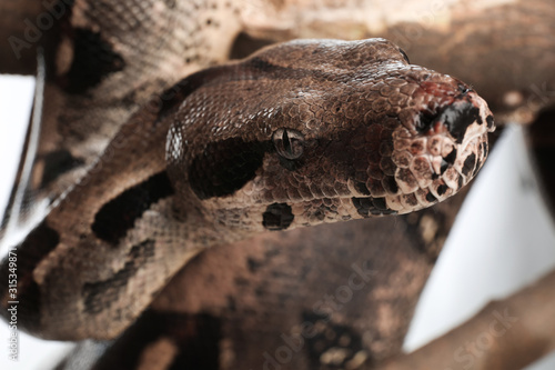 Brown boa constrictor on tree branch outdoors, closeup