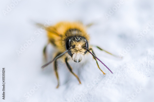 honey bee collecting nectar on a flower - isolated on white background