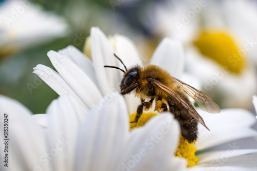 honey bee collecting nectar on a flower - isolated on white background