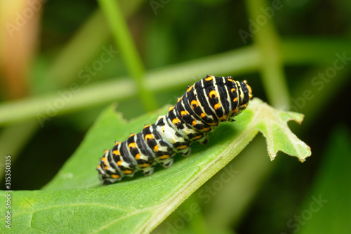 Larva of a swallowtail. © 聡 足立