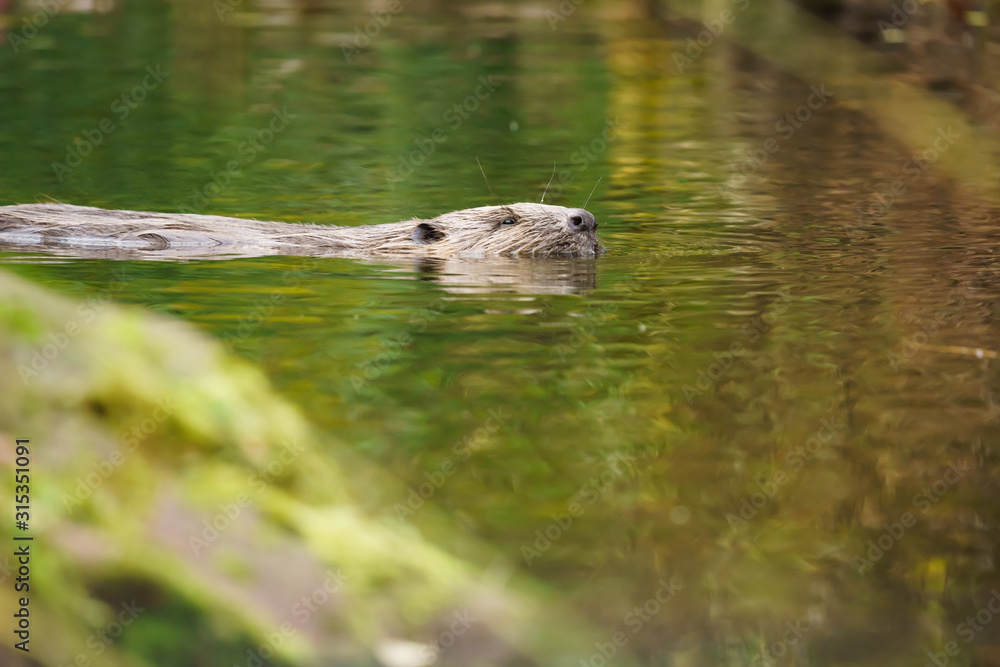 Closeup of a european beaver swimming on the surface of a river Closeup of a european beaver swimming on the surface of a river