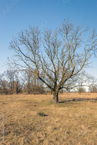 Budding tree alone on a yellowed lawn