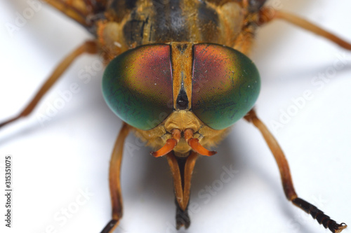 Tabanus chrysurus horseflies.  A species of horsefly. photo