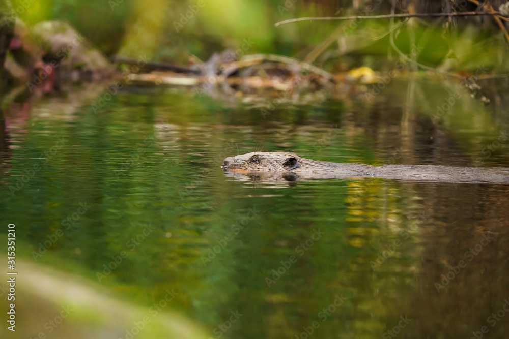 Closeup of a european beaver swimming on the surface of a river Closeup of a european beaver swimming on the surface of a river