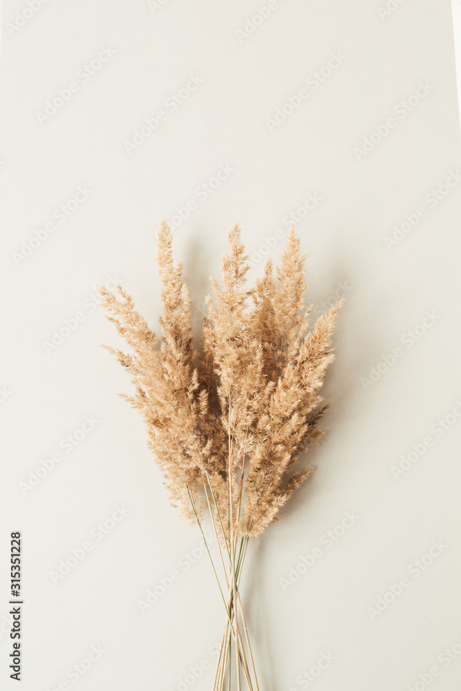 Reeds foliage branches bouquet on neutral pastel beige background. - obrazy, fototapety, plakaty 
