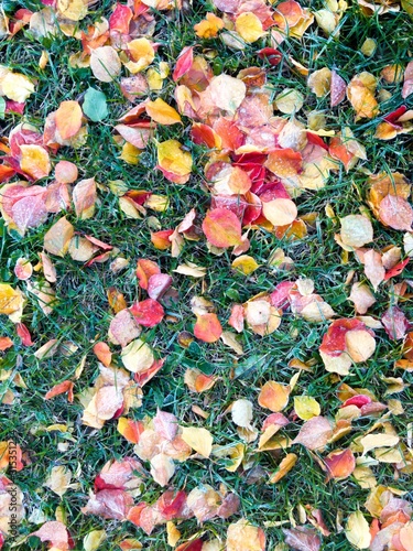 Frozen ground covered with leaves at aoutoumn time. Icy leaves and grass in garden ground photo