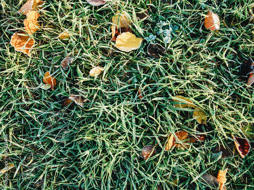 Frozen ground covered with leaves at aoutoumn time. Icy leaves and grass in garden ground photo