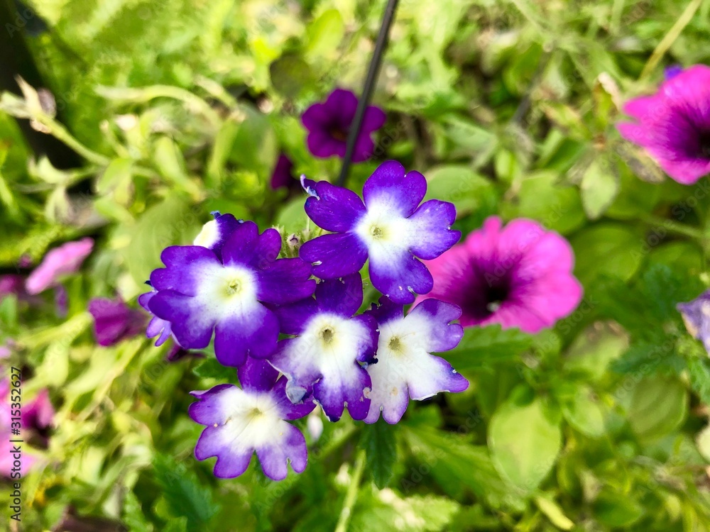 Obraz premium purple flowers in the garden