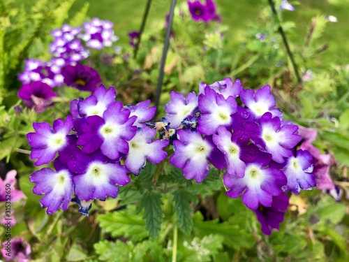 purple flowers in the garden