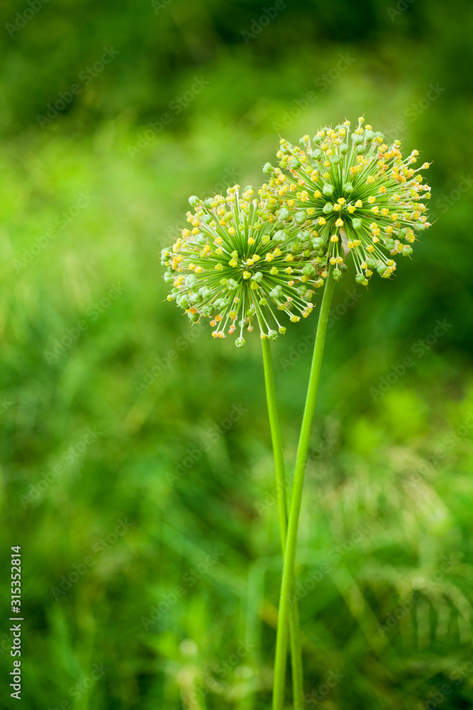 Green star ball leek, garden leek, Allium cristophii, allium giganteum ornamental plant, big round yellow flowers blossom close up on green blurred background, blooming dandelions, persian star onion Green star ball leek, garden leek, Allium cristophii, allium giganteum ornamental plant, big round yellow flowers blossom close up on green blurred background, blooming dandelions, persian star onion