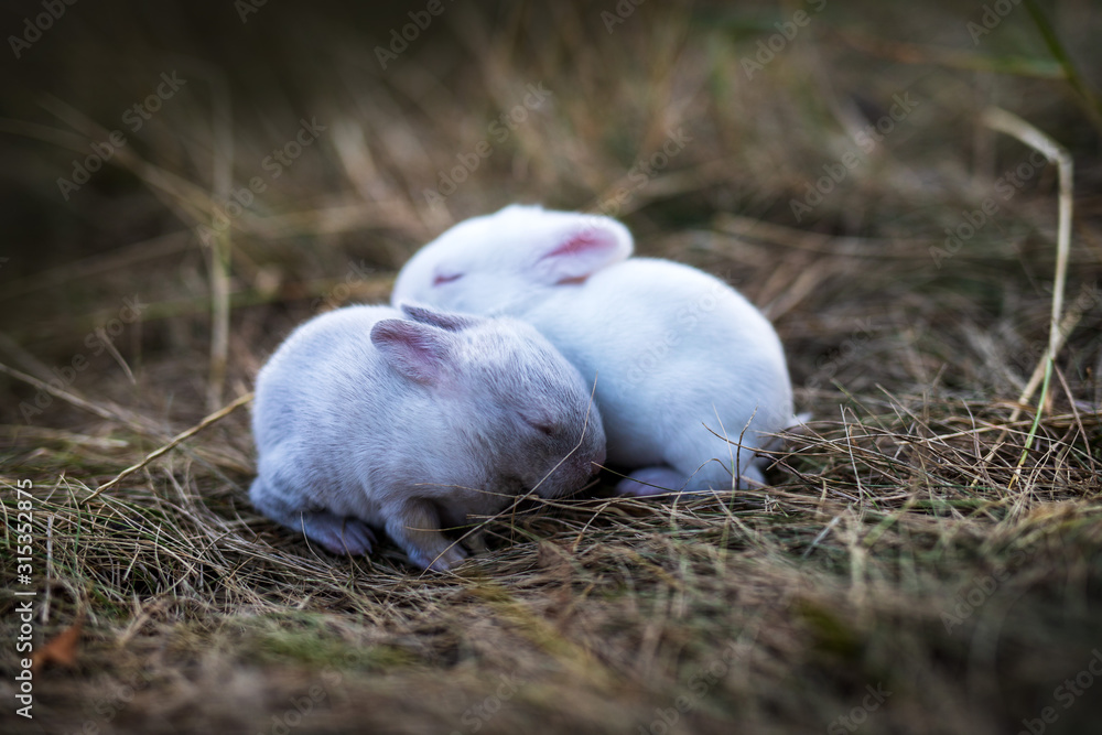 baby rabbits in grass togather baby rabbits in grass togather