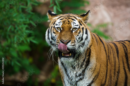 Closeup of a siberian tiger licking its face