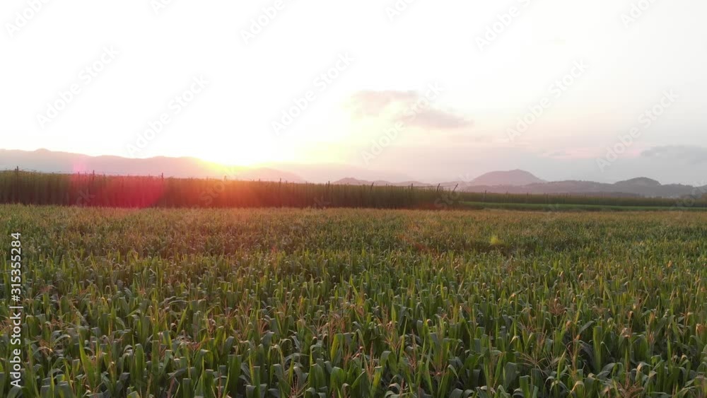 Dolly out shot of a wide corn field at sunset in Sempeter area, Slovenia