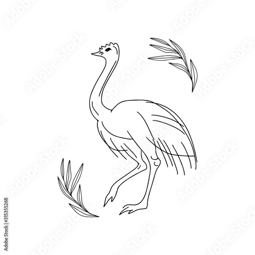 Hand drawn vector  illustration animal of Australia ostrich Emu, branches isolated on white background. Wild life and fauna. Best for children's books, cards, posters, sites, stickers, magazines,