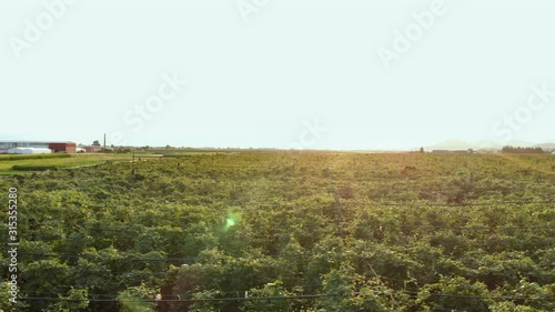 Dolly right shot over large hop field in Sempeter, Slovenia at golden hour photo