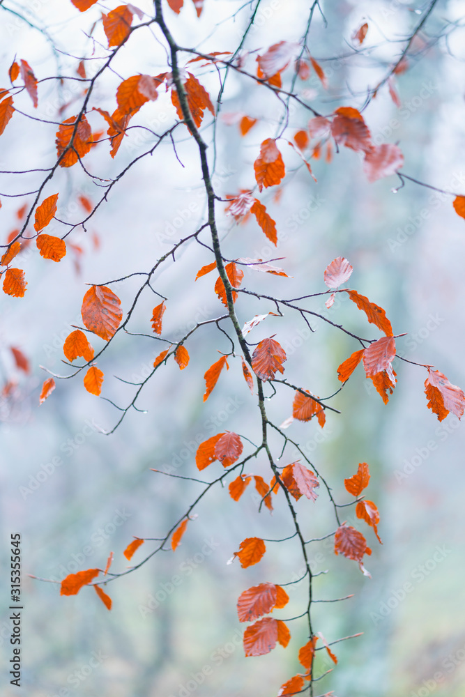 Beech forest in autumn, Monumento Natural Monte Santiago, Salto del Nervion, Nervion river, Berberana, Burgos, Castilla y Leon, Spain, Europe Beech forest in autumn, Monumento Natural Monte Santiago, Salto del Nervion, Nervion river, Berberana, Burgos, Castilla y Leon, Spain, Europe