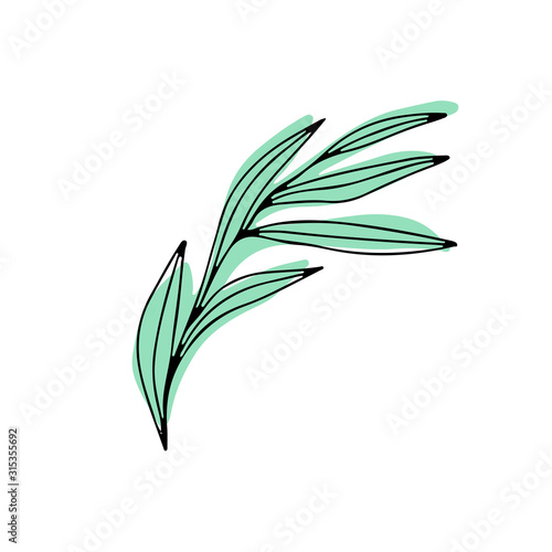 Hand drawn color vector doodle illustration  of willow eucalyptus branch isolated on white background.  Best  for design card  banner  print  wedding  book and textile