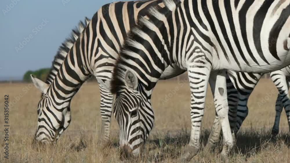 funny cute african zebra grazes funny cute african zebra grazes