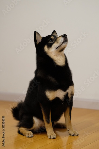 close up one cute Shiba Inu dog sitting on wooden floor. Blur white wall background