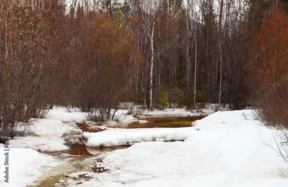Spring landscape with melting ice on a forest river and flowering willow bushes along the banks Spring landscape with melting ice on a forest river and flowering willow bushes along the banks
